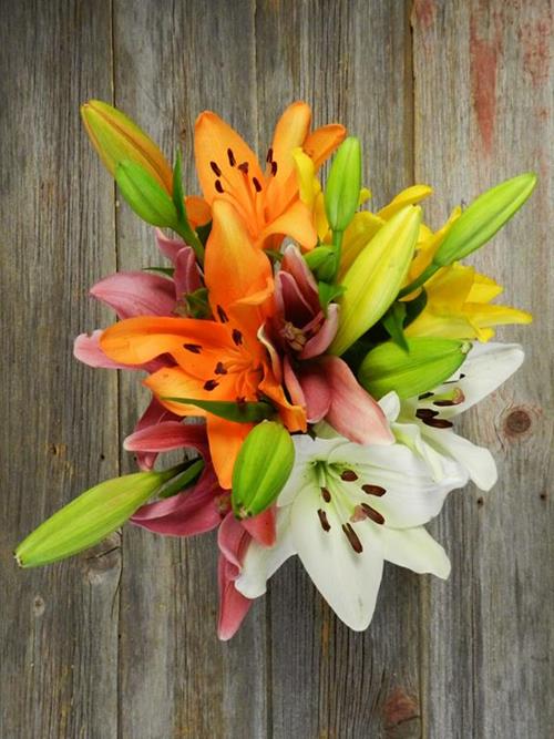 Wholesale 3 Or More Assorted Color L.A. Hybrids Lilies Delivered Online